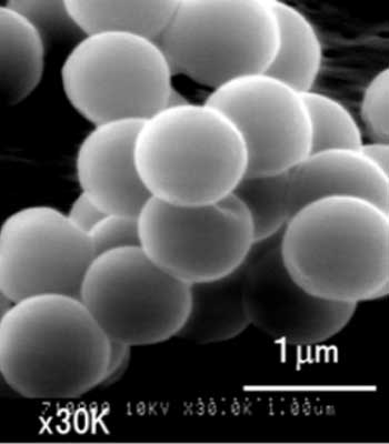 ナノ粒子が吸着することによる自己融解